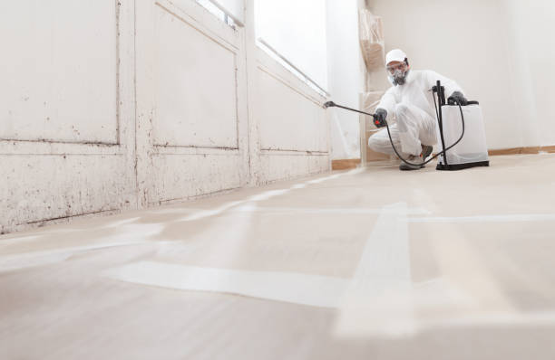 Black mold remediation team in Garland