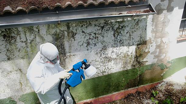 Mold Remediation service in Garland, Garland, TX